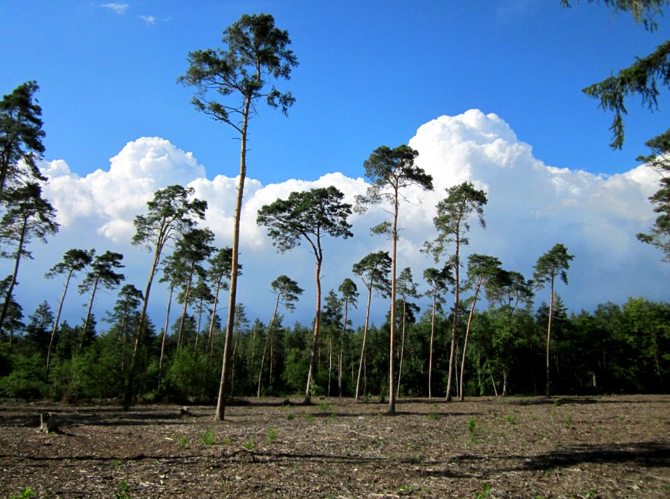 20120715Pinus_sylvestris1