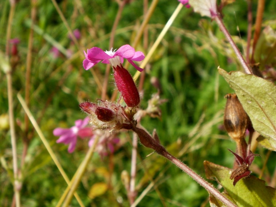 20120629Silene_dioica3