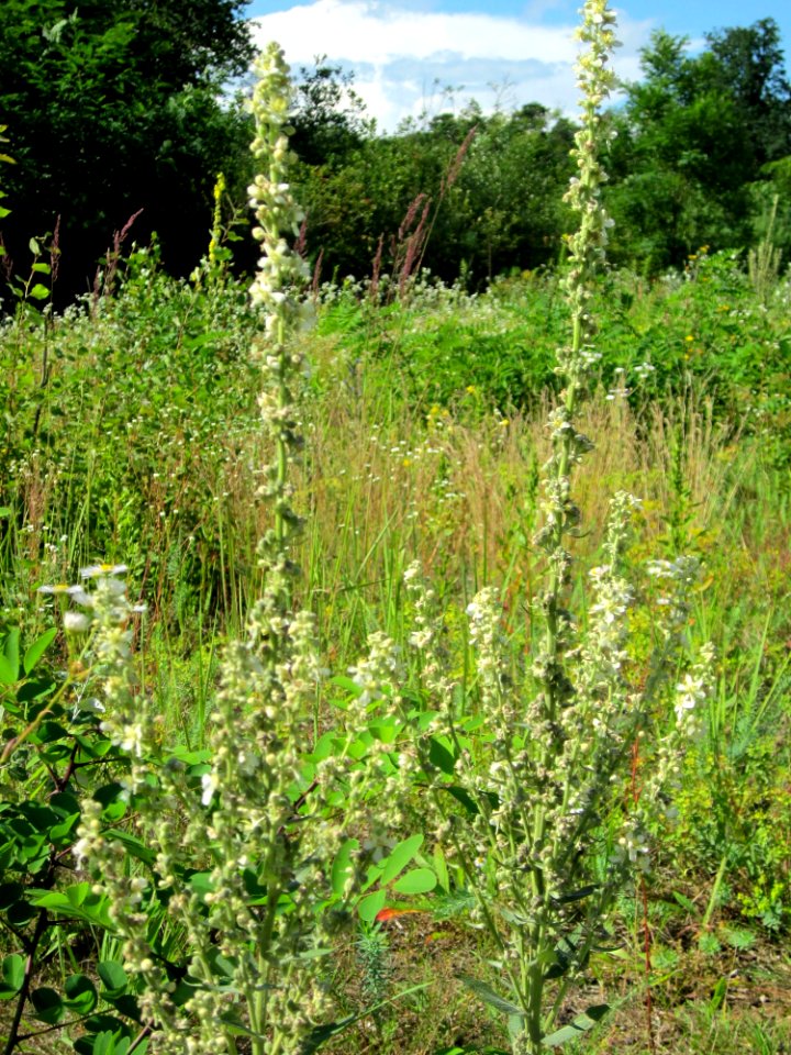 20120715Verbascum_lychnitis2