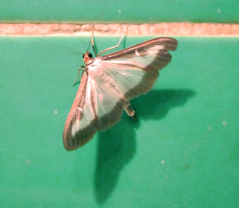 20120816Motte_Hockenheim3