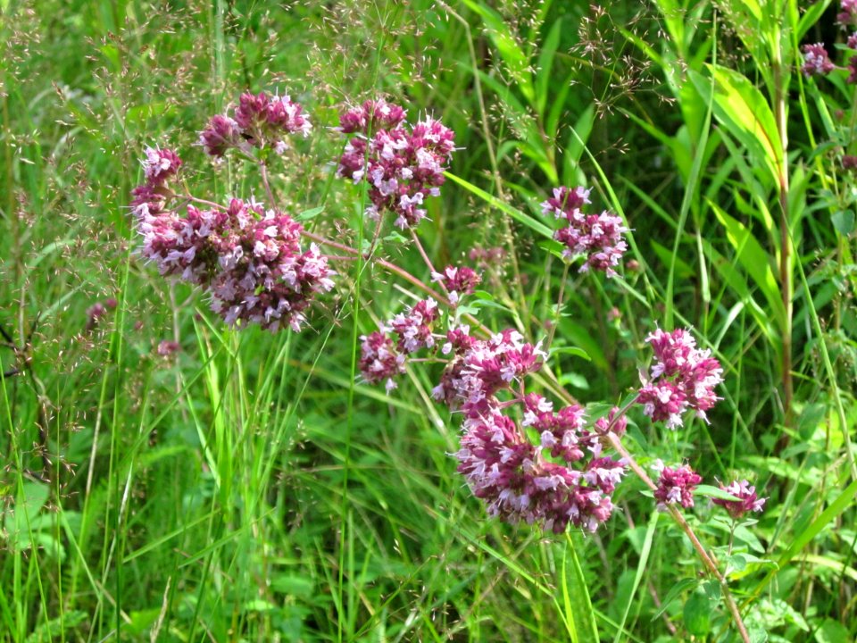 20120715Origanum_vulgare5