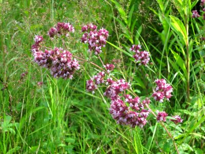 20120715Origanum_vulgare5