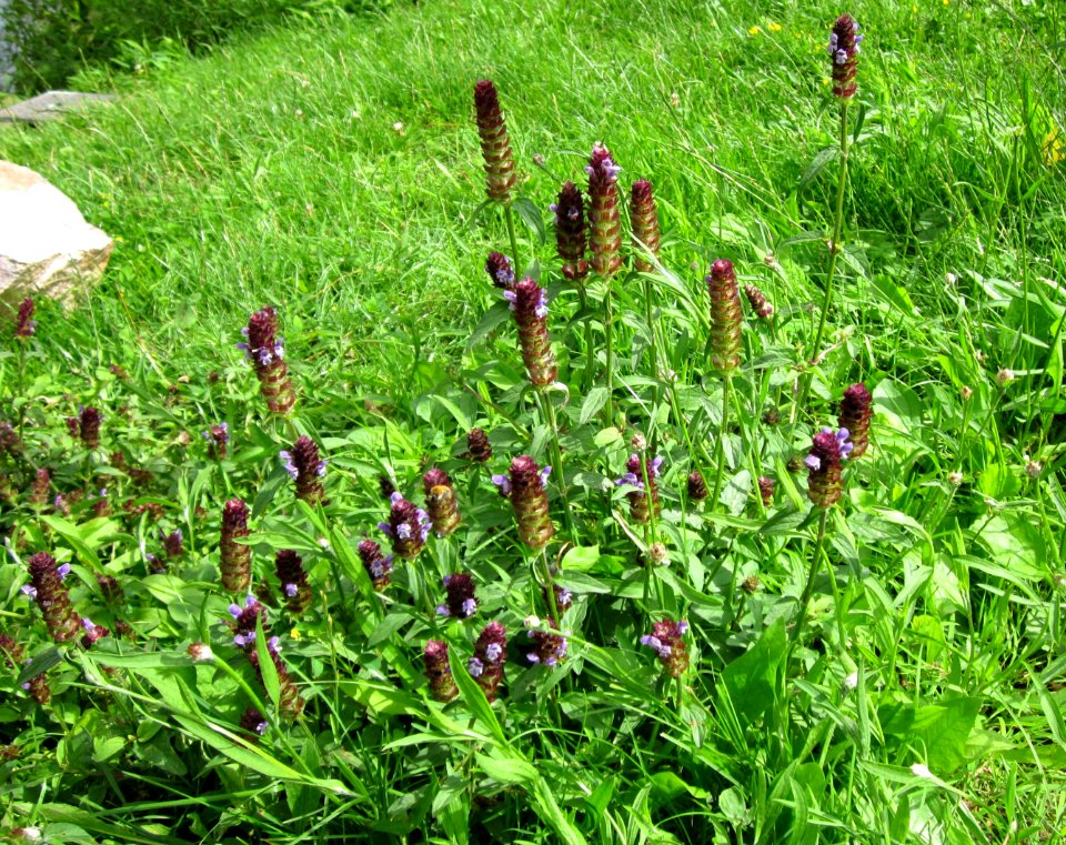 20120714Prunella_vulgaris1