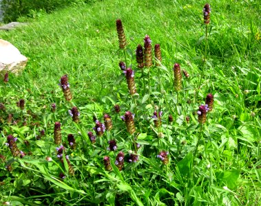 20120714Prunella_vulgaris1