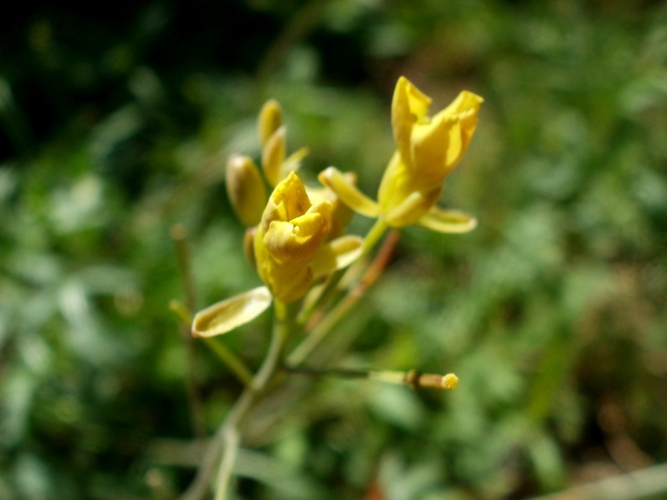 20120707Wilde_Rauke_Hockenheim3