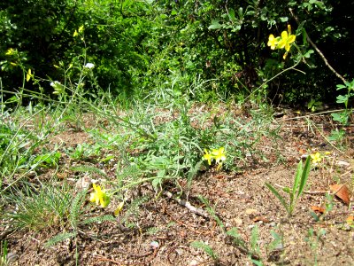 20120714Diplotaxis_tenuifolia5