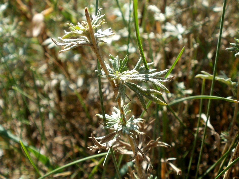 20120707Wiesenbluete_Hockenheim9