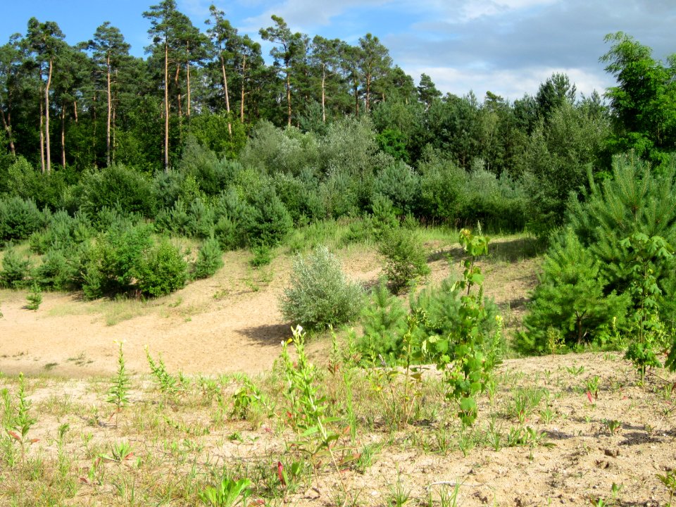 20120715Pinus_sylvestris4