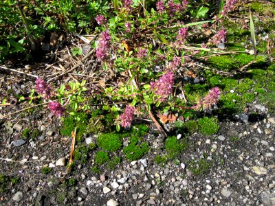 20120715Thymus_pulegioides3
