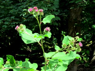 20120714Arctium_lappa2