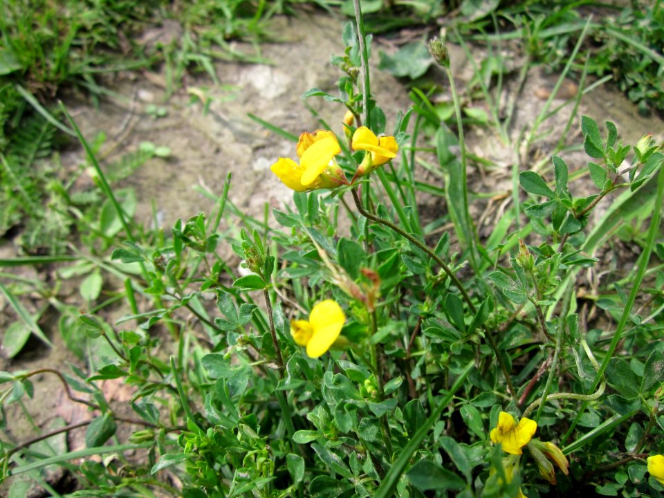 20120714Lotus_corniculatus3