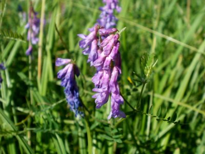 20120707Vogelwicke_Hockenheimer_Rheinbogen4