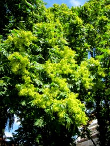 20120815Goetterbaum_Messplatz_Hockenmheim3