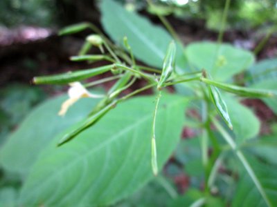 20120715Impatiens_parviflora4