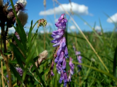 20120707Vogelwicke_Hockenheimer_Rheinbogen6