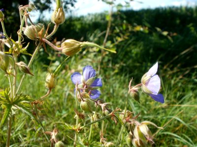 20120707Bachwiesen_Hockenheim47