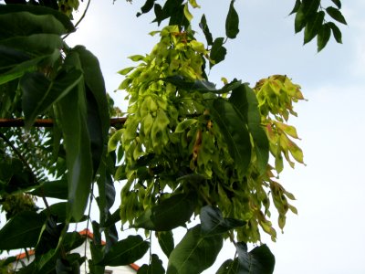 20120814Goetterbaum_Hockenheim08
