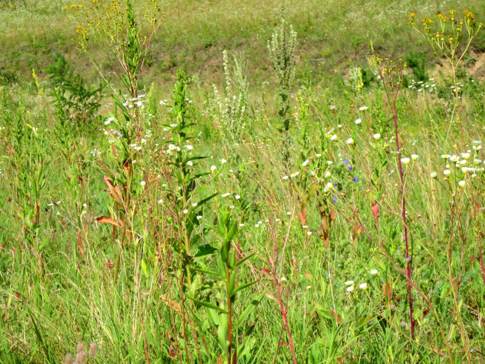 20120715Ostkurve_Hockenheim2