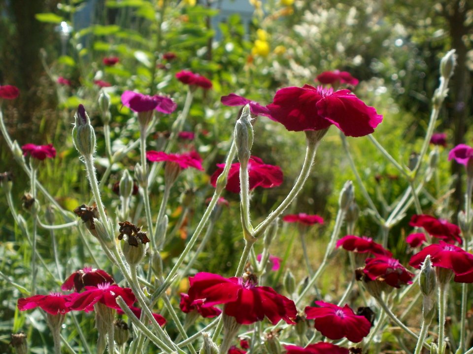 20120703Lychnis_coronaria2