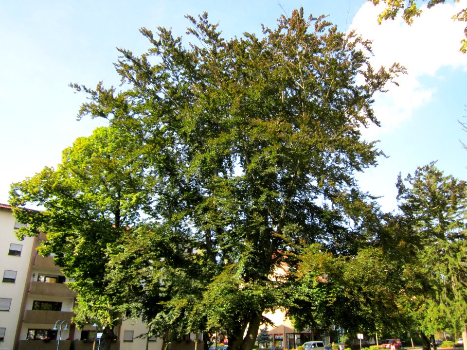 20120816Wasserturm_Hockenheim10