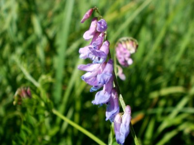 20120707Vogelwicke_Hockenheimer_Rheinbogen1