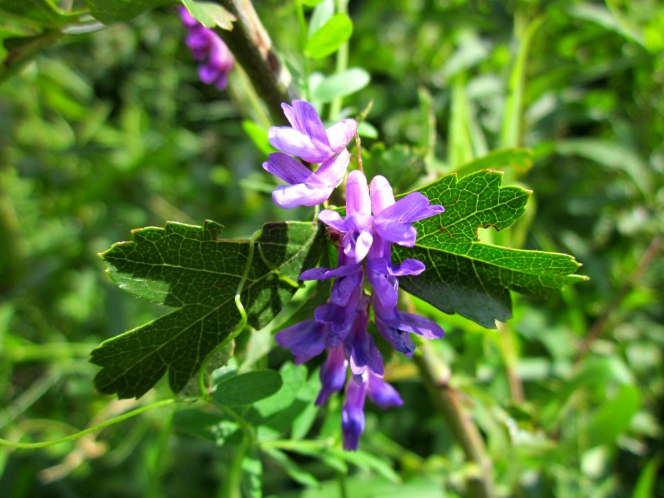 20120714Vicia_cracca