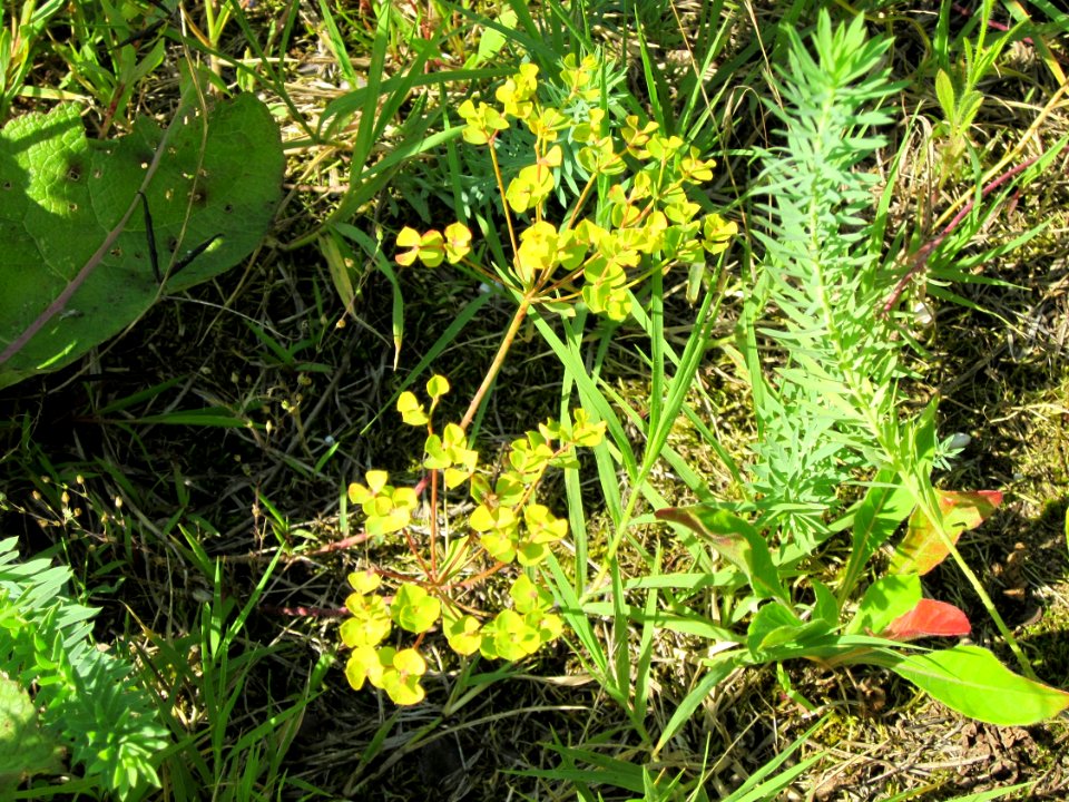 20120715Euphorbia_cyparissias2