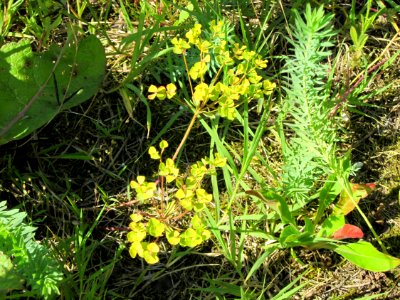 20120715Euphorbia_cyparissias2