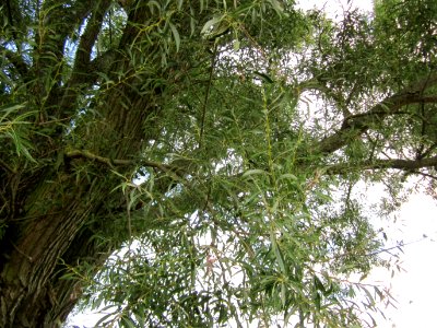 20120815Bach_Leopoldswiesen_Hockenheim03