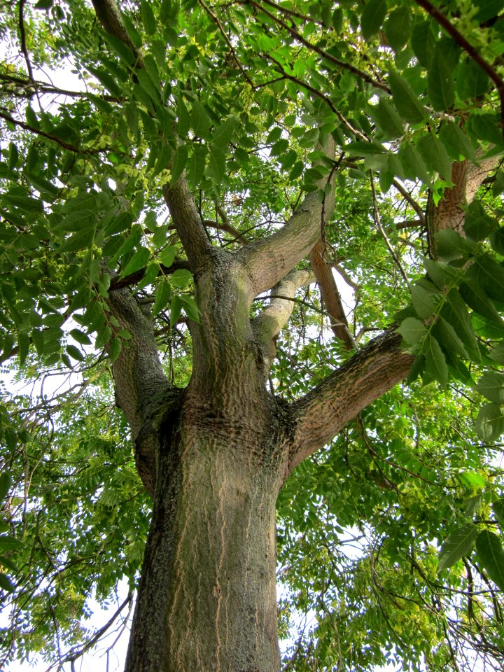 20120814Goetterbaum_Hockenheim03