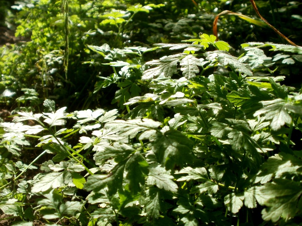 20120701Chaerophyllum_temulum1