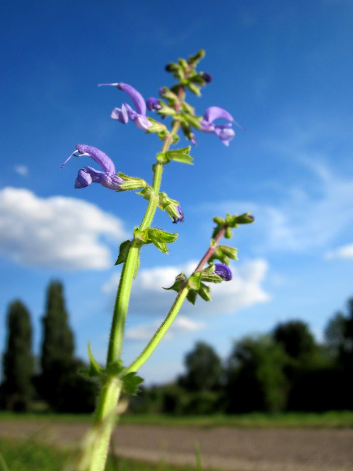 20120816Wiesensalbei_Hockenheim1