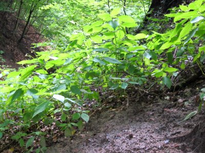 20120716Impatiens_parviflora4