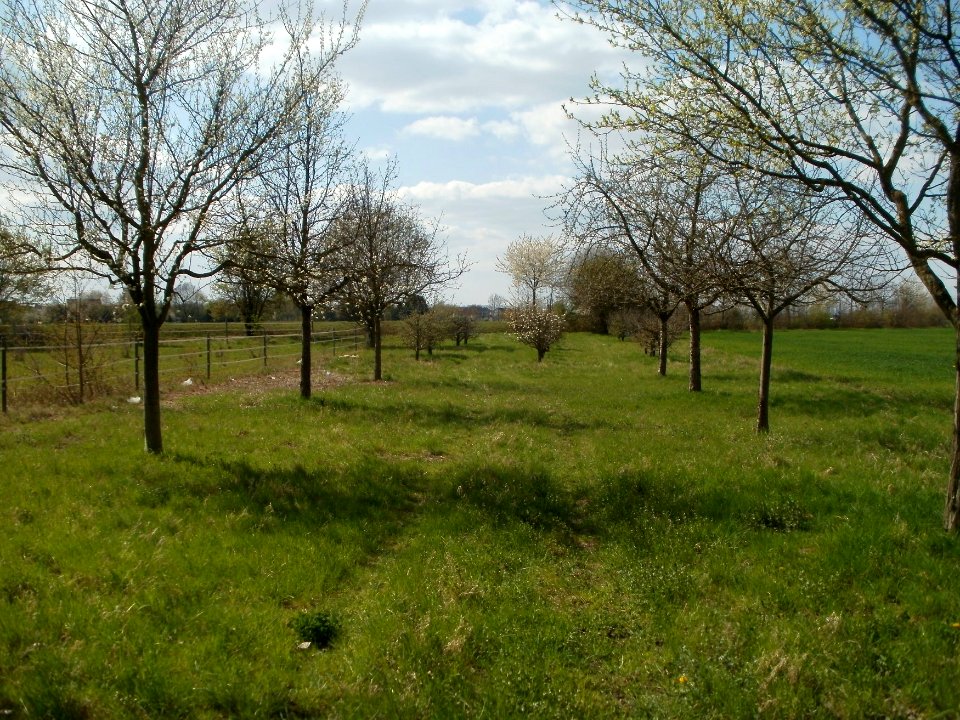 20120408Streuobstwiese_Reilingen1