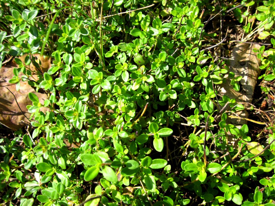 20120715Thymus_pulegioides5