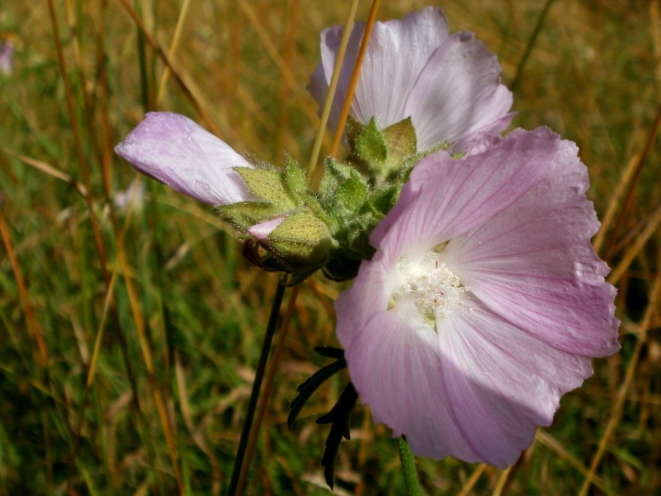 20120706Malve_Hockenheim2