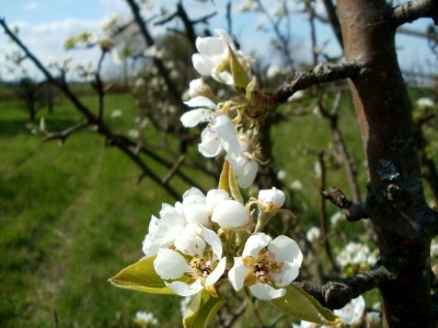 20120408Streuobstwiese_Reilingen6