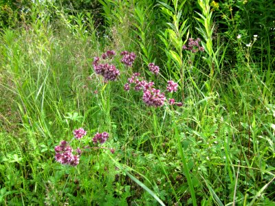 20120715Origanum_vulgare4