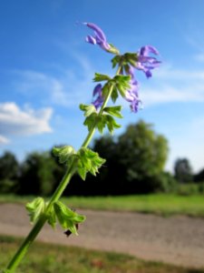 20120816Wiesensalbei_Hockenheim2