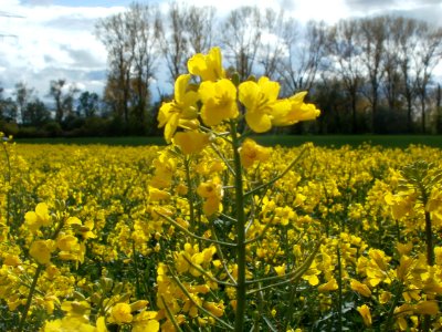 20120422Rapsfeld_Altlussheim6