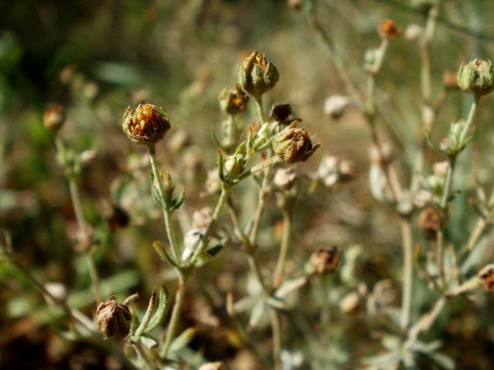 20120707Wiesenbluete_Hockenheim2