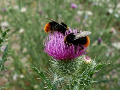 20120705Hummeln_Mannheim2