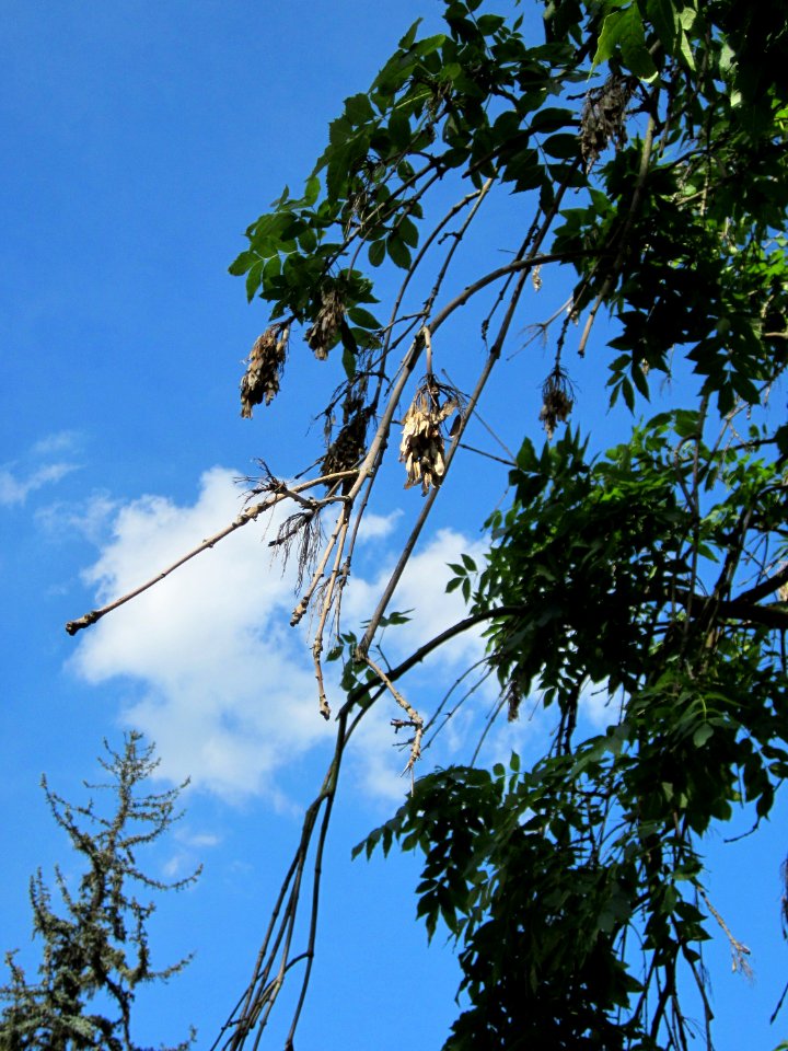 20120816Wasserturm_Hockenheim07