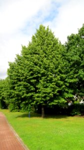 20120712Linde_Hockenheim1