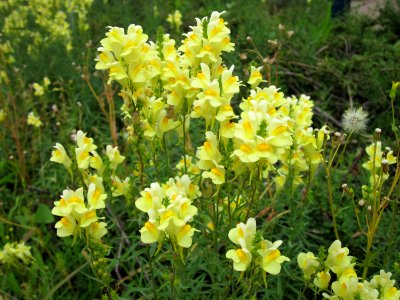 20120713Linaria_vulgaris6