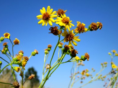 20120726Jacobaea_vulgaris3 photo