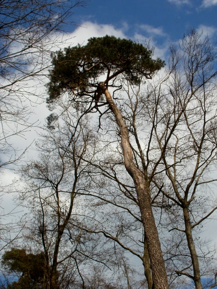 20120408Untere_Lusshardt_St_Leon4