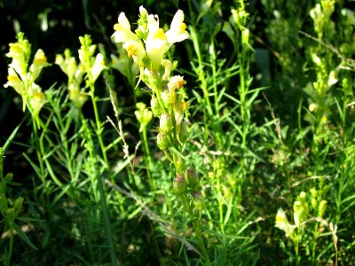 20120710Leinkraut_Hockenheim3
