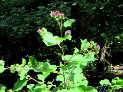20120714Arctium_lappa1