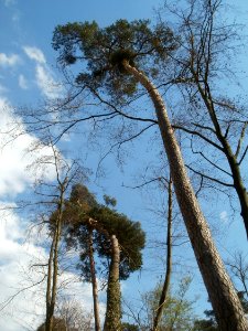 20120408Untere_Lusshardt_St_Leon5
